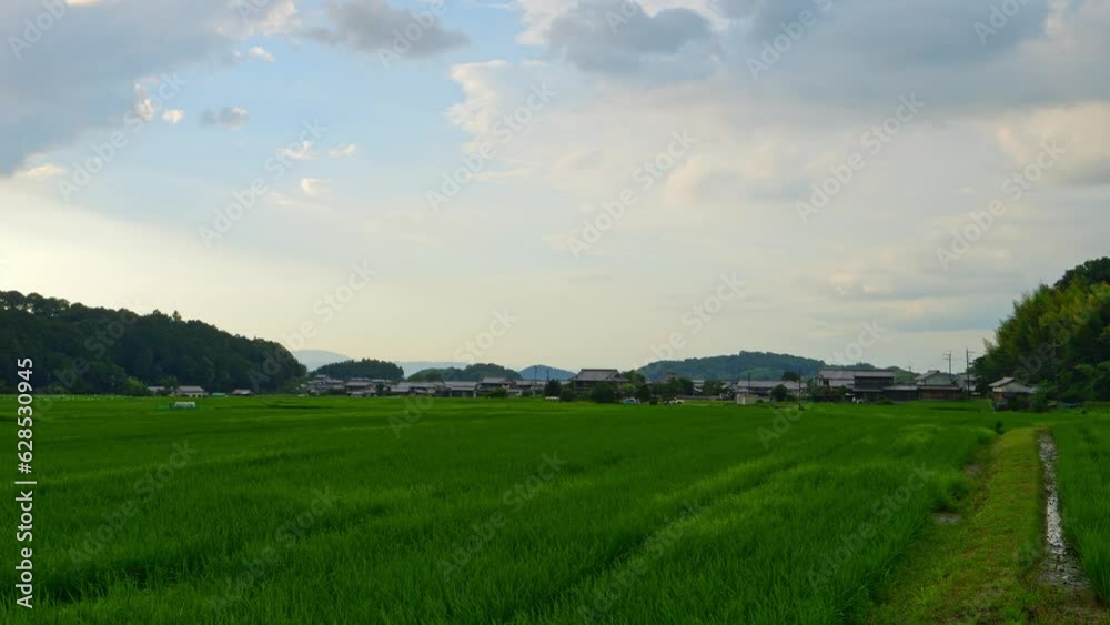Rice fields at dusk, the season is summer Rice fields at dusk, the season is summer
