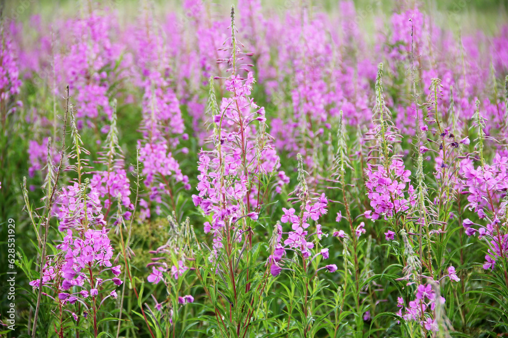 Field of ivan tea. Ivan tea in nature. A field of ivan tea on a sunny day in nature.