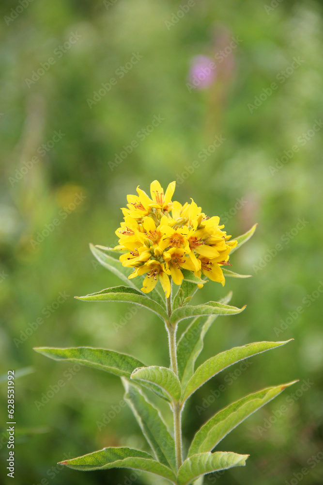 Hypericum in nature. A field of ivan tea on a sunny day in nature. Hypericum in nature. A field of ivan tea on a sunny day in nature.