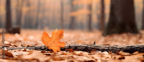 Une feuille au pied d'un arbre en automne photo