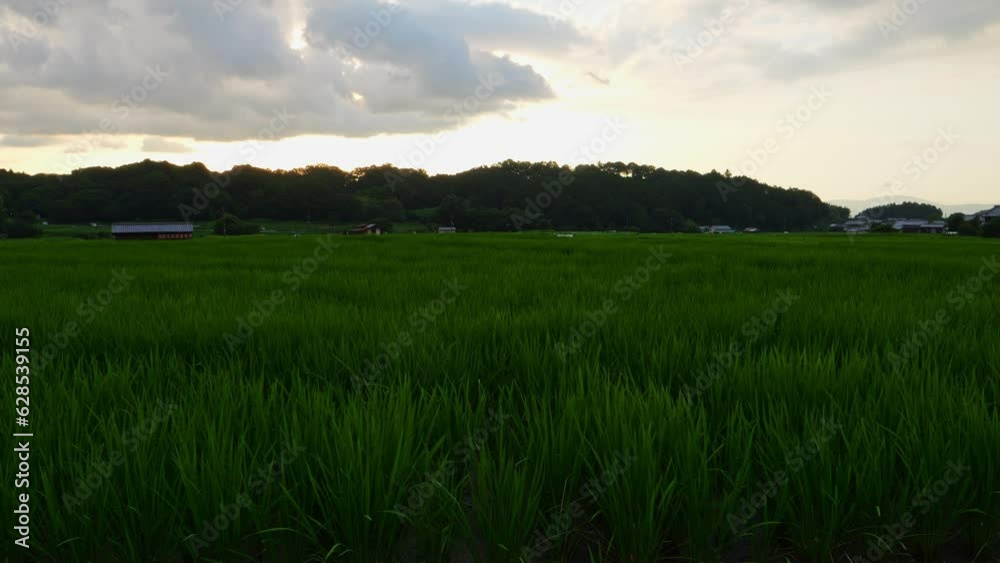 Rice fields at dusk, the season is summer Rice fields at dusk, the season is summer