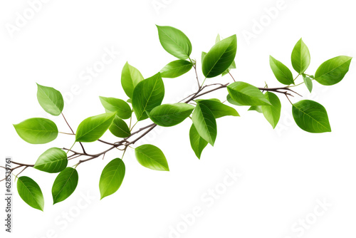 Leaves on branch isolated on transparent background , generative ai