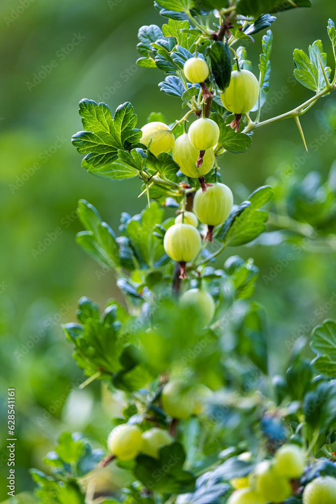 Green gooseberries on the branches of a bush in the garden.
