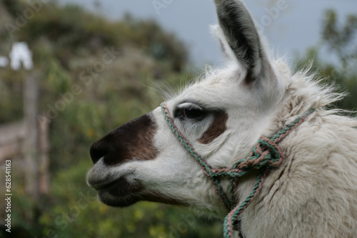 Close up and side profile of brown and white domesticated llama. Background blurred or out of focus © Fearless on 4 Wheels