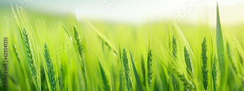 green wheat sprouts top blurred background panorama eco banner.