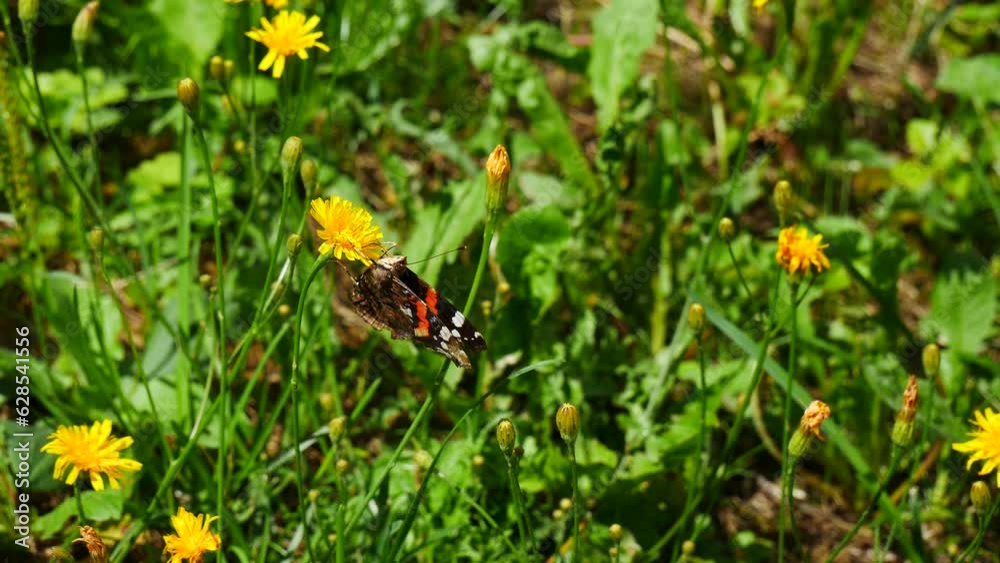 Butterfly Vanessa atalanta eats nectar on a yellow meadow flower. Butterfly Vanessa atalanta eats nectar on a yellow meadow flower.