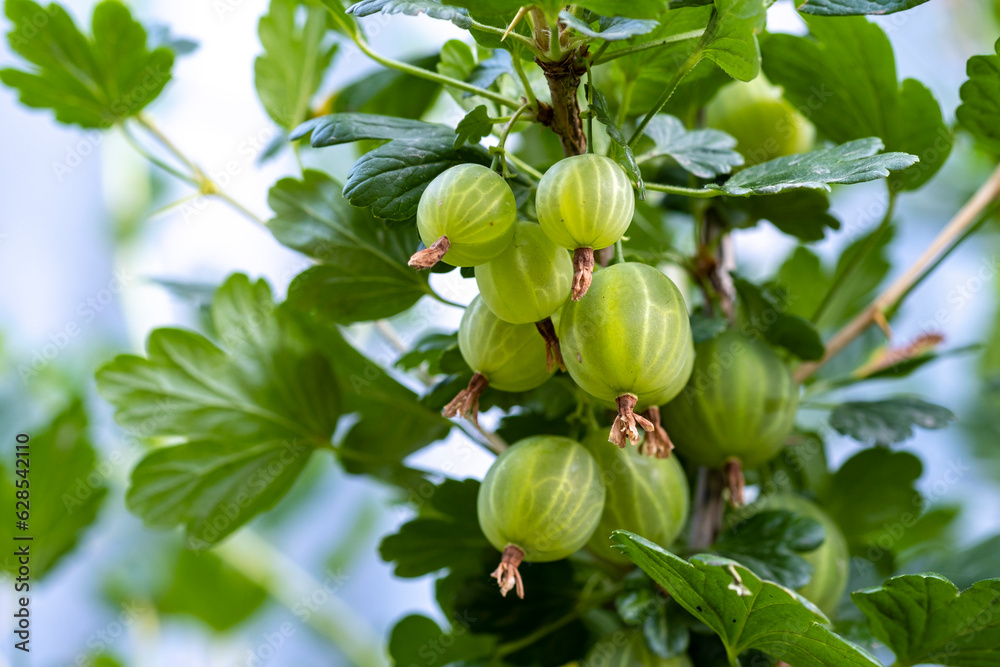 Green ripe gooseberries on the branches of a bush in the garden. Green ripe gooseberries on the branches of a bush in the garden.