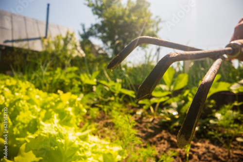 The farmer takes care of the plants in the vegetable garden on the farm. Gardening and plantation concept. Agricultural plants growing in garden beds