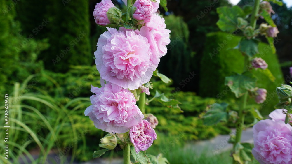 Beautiful flowers of pink mallow in the botanical garden Beautiful flowers of pink mallow in the botanical garden