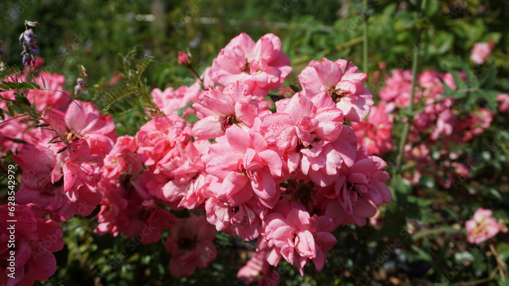 Succulent roses bloom in the summer garden