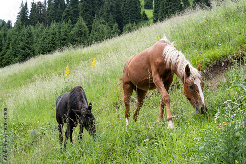 Photography Two young horses graze in the mountains among the tall juicy grass