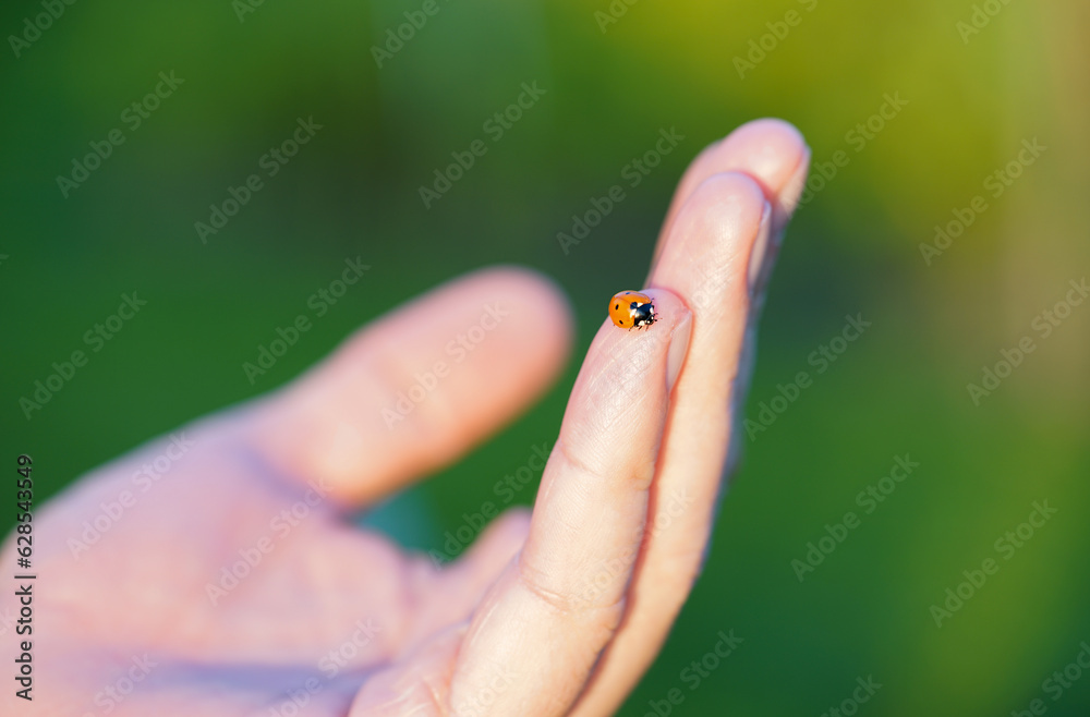 Fototapeta premium ladybird on finger