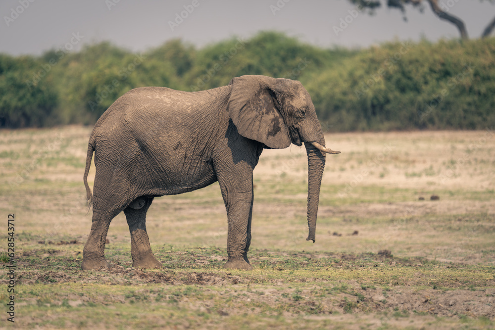 Female African bush elephant stands on floodplain