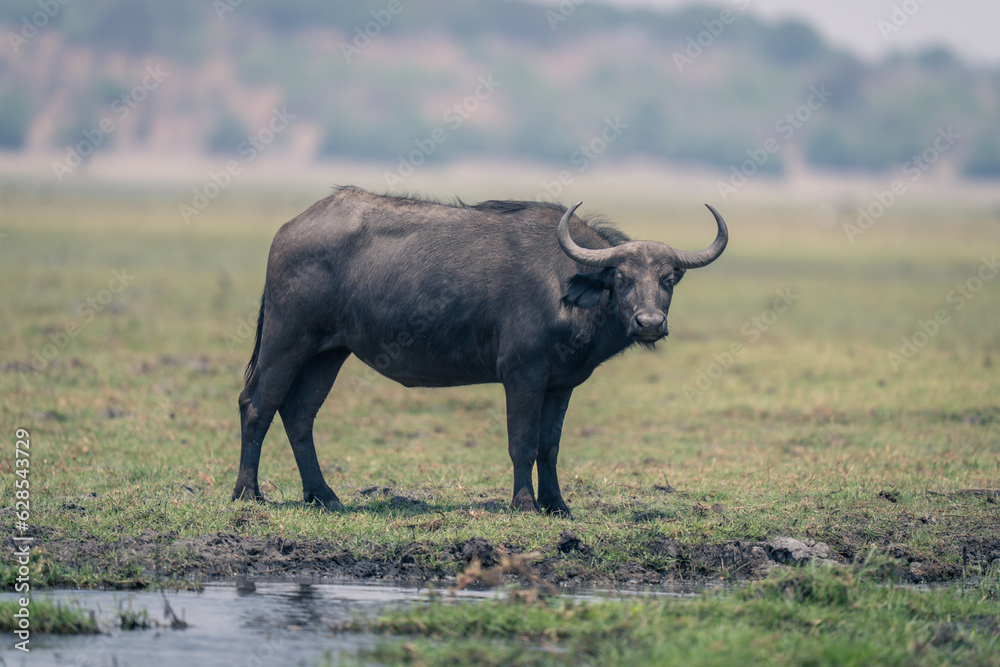 Female Cape buffalo stands on grassy riverbank Female Cape buffalo stands on grassy riverbank