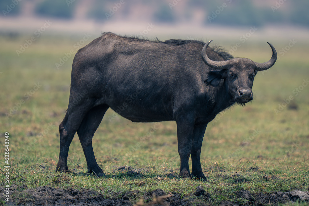Fototapeta premium Female Cape buffalo stands staring on floodplain