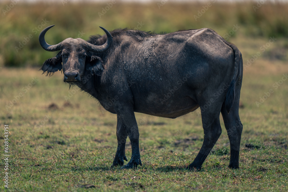 Female Cape buffalo stands turning toward camera Female Cape buffalo stands turning toward camera