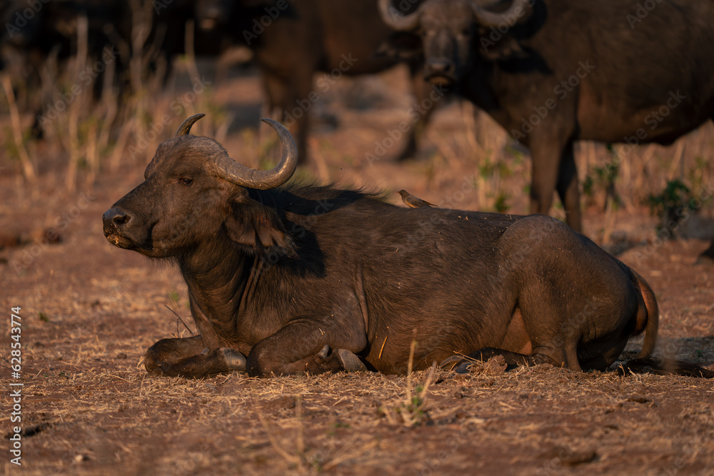 Fototapeta premium Female Cape buffalo lies on dead grass