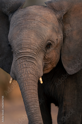 Close-up of young African elephant watching camera