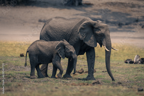 Female African elephant and calf cross floodplain