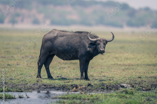 Female Cape buffalo stands on grassy riverbank