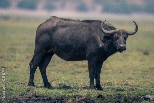 Female Cape buffalo stands staring on floodplain