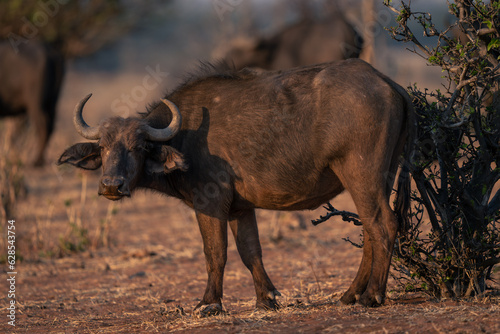 Female Cape buffalo stands turning to camera