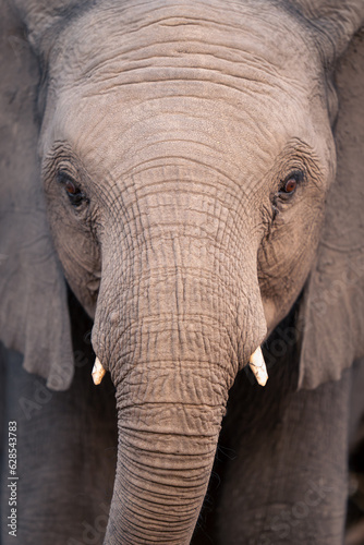 Close-up of young African bush elephant staring