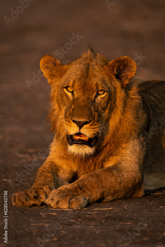 Close-up of young male lion opening mouth