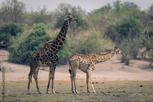 Female and male southern giraffes stand together