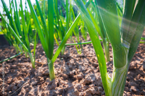 Stem and leaves of onion close-up in the farm. Green fresh natural food crops. Gardening concept. Agricultural plants growing in garden beds