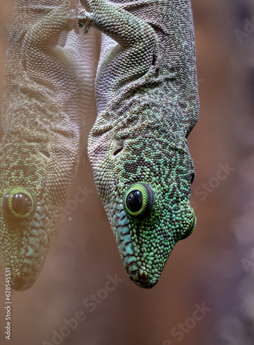 Madagascar gecko close up macro