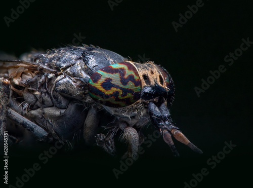 Extreme macro close up of a horse fly