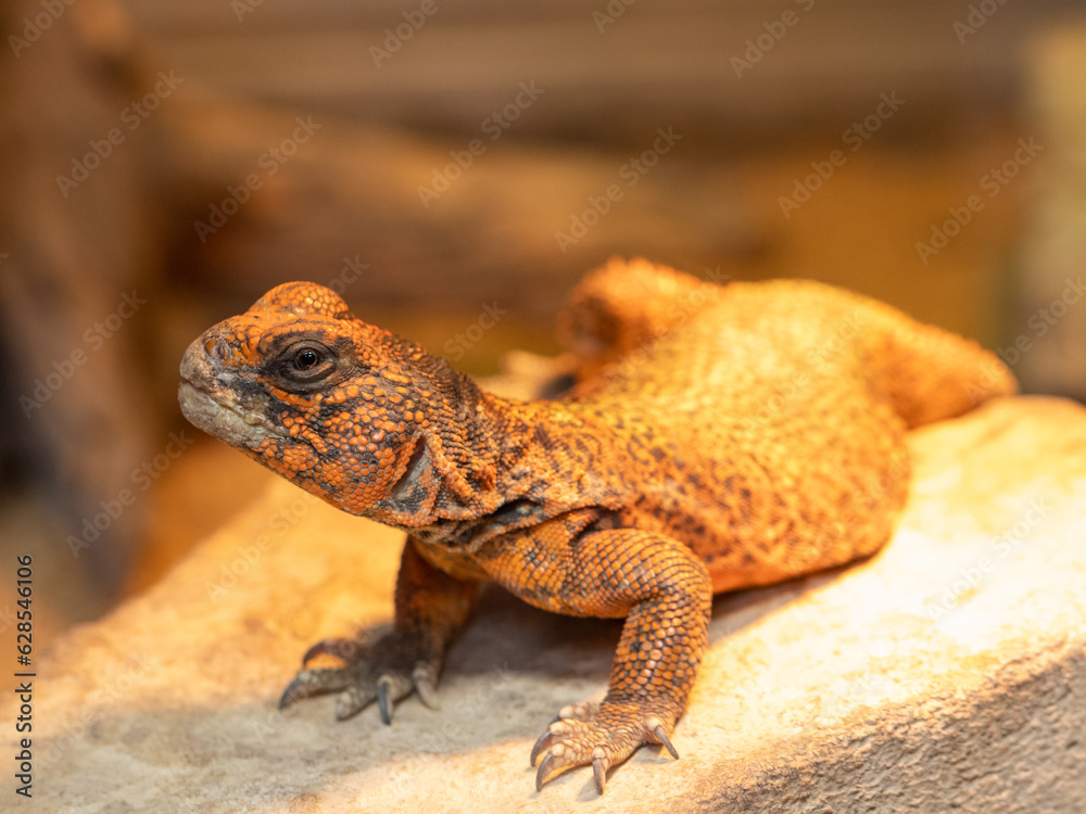 close up of a orange lizard uromastyx close up of a orange lizard uromastyx