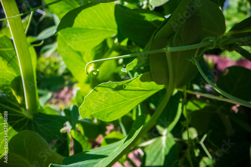 Stem and leaves of pea close-up in the farm. Green fresh natural food crops. Gardening concept. Agricultural plants growing in garden beds