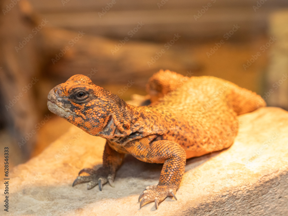 close up of a orange lizard uromastyx close up of a orange lizard uromastyx