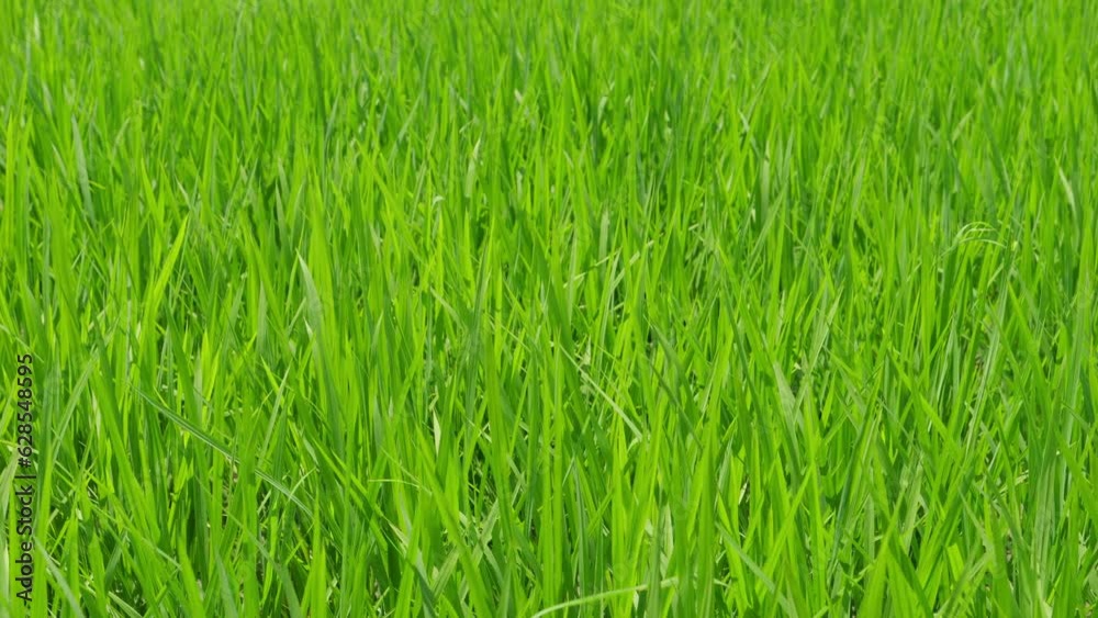 Rice swaying in the wind, rice fields in summer, agriculture Rice swaying in the wind, rice fields in summer, agriculture