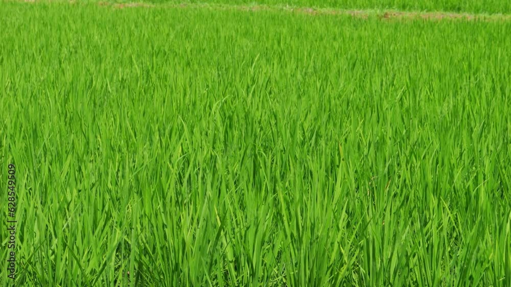 Rice swaying in the wind, rice fields in summer, agriculture Rice swaying in the wind, rice fields in summer, agriculture