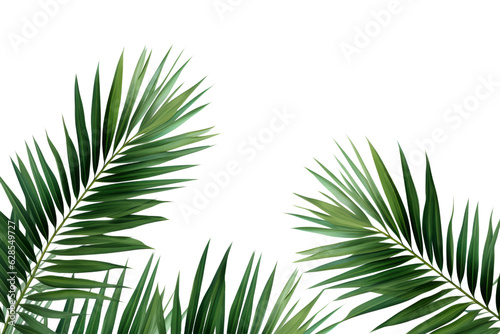 Palm leaves isolated on transparent background , generative ai