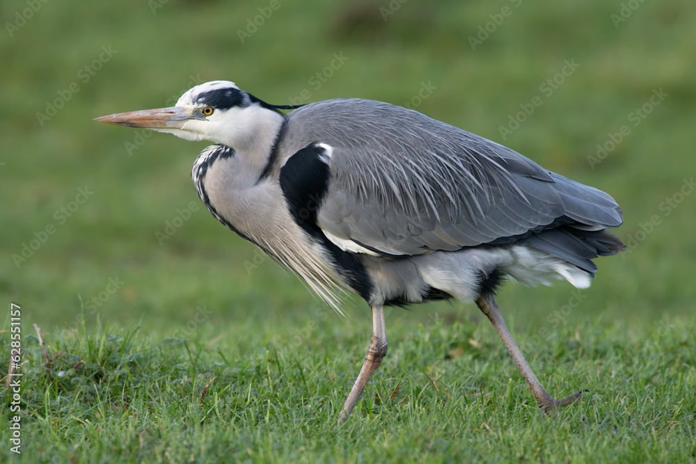 Fototapeta premium Grey heron (Ardea cinerea) running
