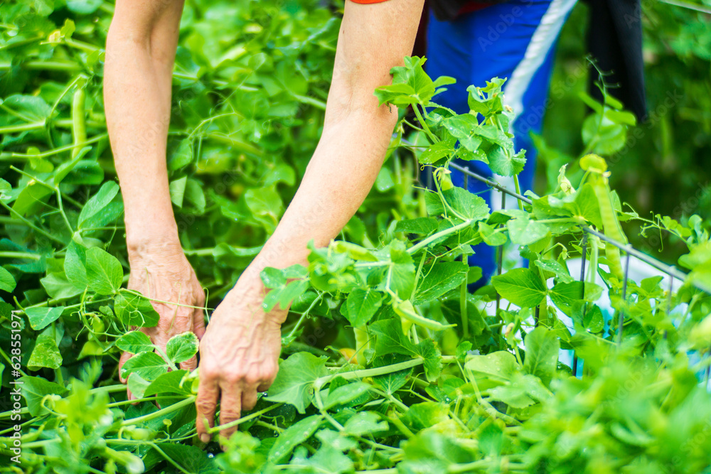 Fototapeta premium Farmer's hands harvest crop of pea in the garden. Plantation work. Autumn harvest and healthy organic food concept close up with selective focus