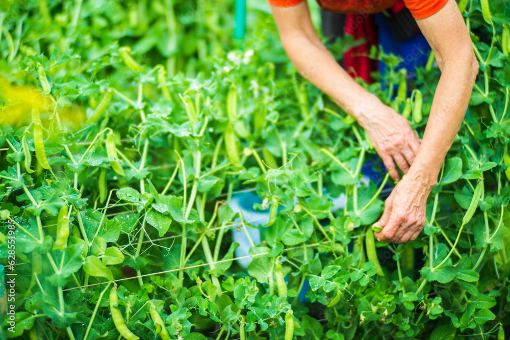 Naklejka premium Farmer's hands harvest crop of pea in the garden. Plantation work. Autumn harvest and healthy organic food concept close up with selective focus
