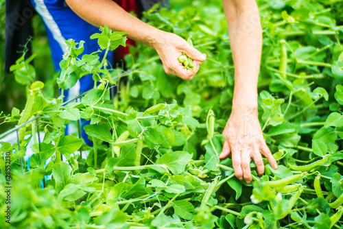 Farmer's hands harvest crop of pea in the garden. Plantation work. Autumn harvest and healthy organic food concept close up with selective focus