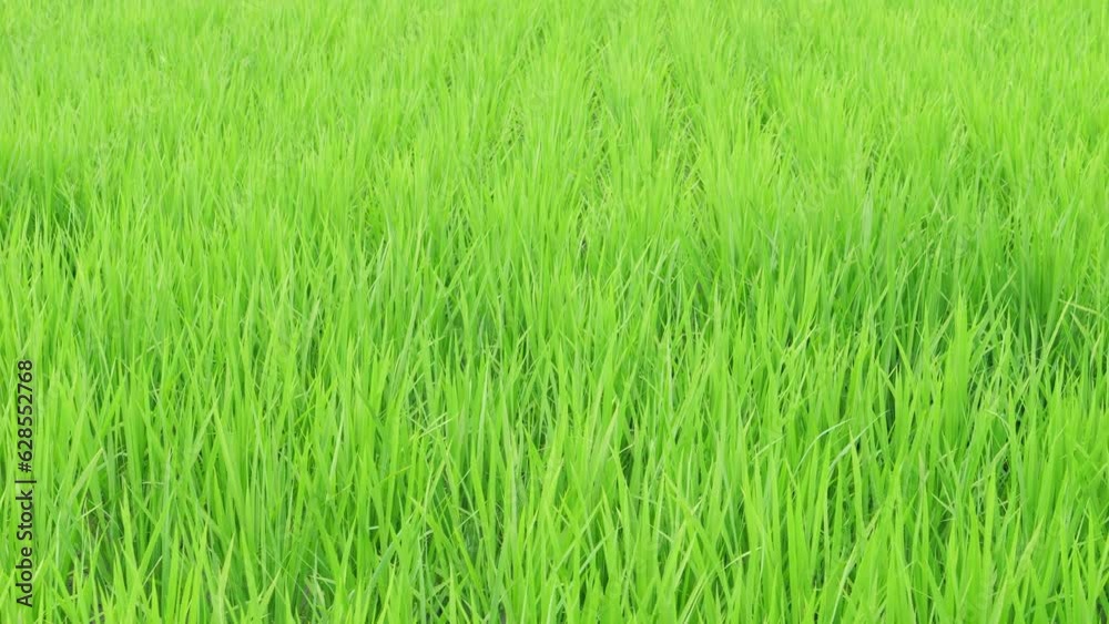 Rice swaying in the wind, rice fields in summer, agriculture Rice swaying in the wind, rice fields in summer, agriculture