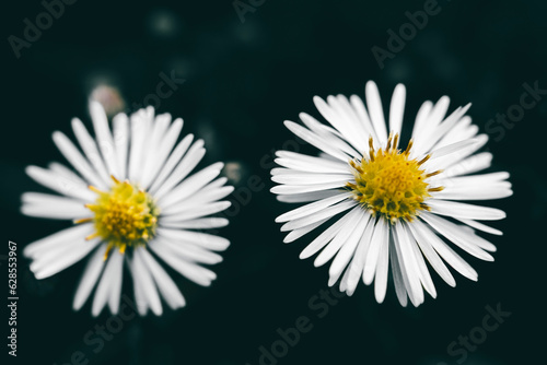 White Meadow daisies in bloom