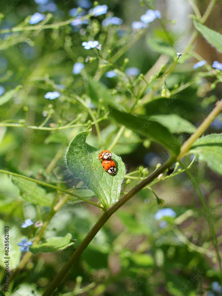 Zwei Marienkäfer bei der Paarung auf einem Blatt. Nahaufnahme der Paarung. Zwei Marienkäfer bei der Paarung auf einem Blatt. Nahaufnahme der Paarung.