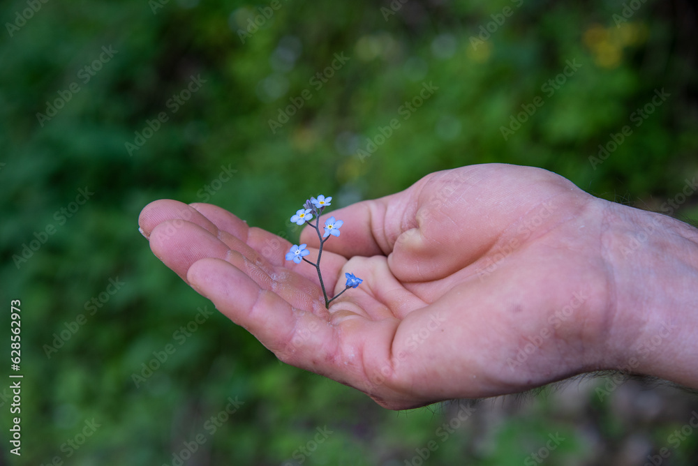 hand holding a flower