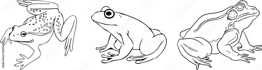 black and white frog black and white frog