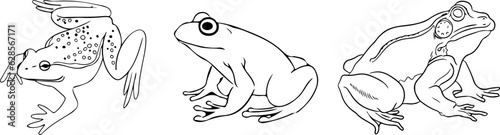 black and white frog 