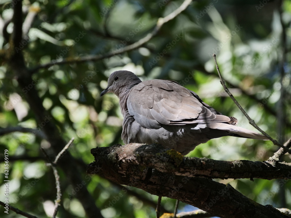 Dove in a tree Dove in a tree