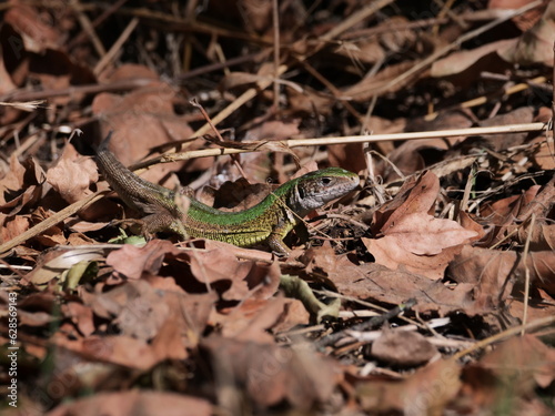 lizard in leafage, forest 